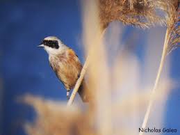 Attēlu rezultāti vaicājumam “Remiz pendulinus adult”