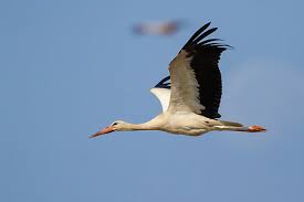 Attēlu rezultāti vaicājumam “Ciconia ciconia adult”