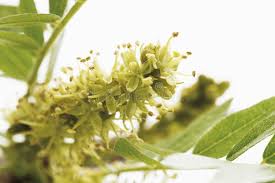 Attēlu rezultāti vaicājumam “Gleditsia triacanthos flower”