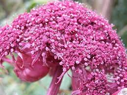 Attēlu rezultāti vaicājumam “Angelica palustris flower”
