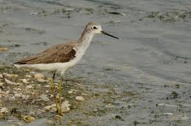 Attēlu rezultāti vaicājumam “Tringa stagnatilis”