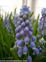 Attēlu rezultāti vaicājumam “Muscari neglectum”