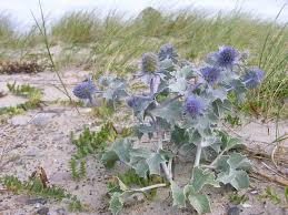 Attēlu rezultāti vaicājumam “Eryngium maritimum”