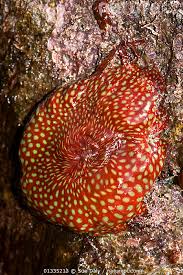 ผลการค้นหารูปภาพสำหรับ strawberry anemone