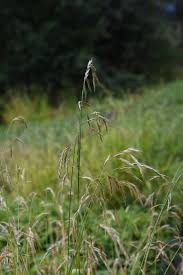 Attēlu rezultāti vaicājumam “Festuca altissima”