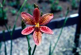 Image result for Pardancanda norrisii