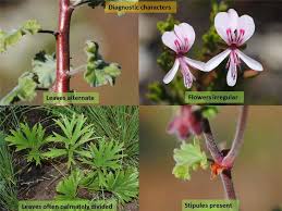 Attēlu rezultāti vaicājumam “Geraniaceae”