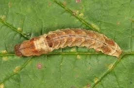 Attēlu rezultāti vaicājumam “Habrosyne pyritoides”