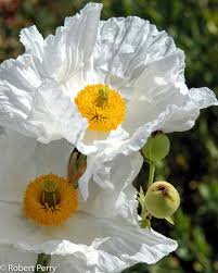 Image result for Romneya coulteri
