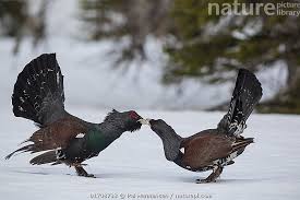 Attēlu rezultāti vaicājumam “Tetrao urogallus”