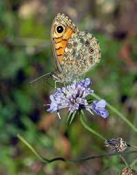 Attēlu rezultāti vaicājumam “Lasiommata megera female”
