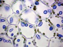 Attēlu rezultāti vaicājumam “Calypogeia”