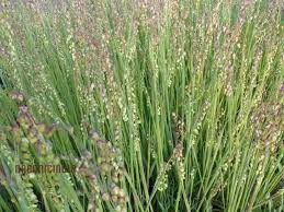 Attēlu rezultāti vaicājumam “Briza media flower”