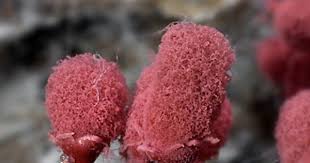 Attēlu rezultāti vaicājumam “Arcyria denudata young”