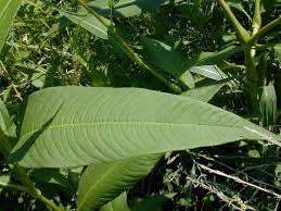 Attēlu rezultāti vaicājumam “Persicaria lapathifolia leaf”