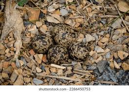 Attēlu rezultāti vaicājumam “Chlidonias niger eggs”