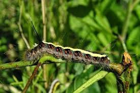 Attēlu rezultāti vaicājumam “Acronicta cuspis”