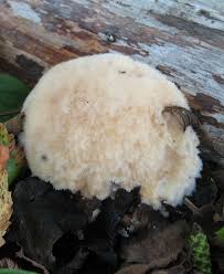 Attēlu rezultāti vaicājumam “Postia ptychogaster”