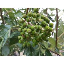 Attēlu rezultāti vaicājumam “Sorbus intermedia fruit”