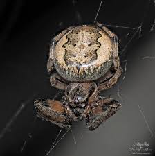 Attēlu rezultāti vaicājumam “Larinioides cornutus female”