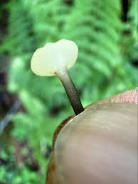 Attēlu rezultāti vaicājumam “Cudoniella clavus”