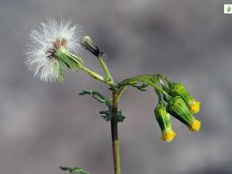 Attēlu rezultāti vaicājumam “Senecio vulgaris flower”