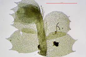 Attēlu rezultāti vaicājumam “Lophocolea minor”