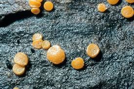 Attēlu rezultāti vaicājumam “Miladina lecithina”