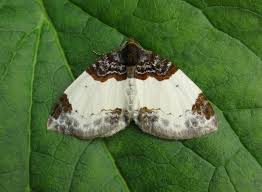 Attēlu rezultāti vaicājumam “Mesoleuca albicillata”