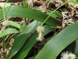 Attēlu rezultāti vaicājumam “Carex lasiocarpa female flower”