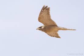 Image result for Caprimulgus aegyptius