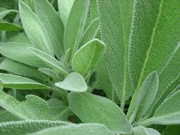 Image result for Salbei