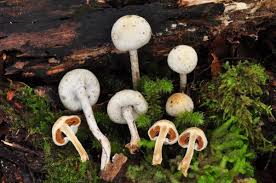 Attēlu rezultāti vaicājumam “Pistillaria sp.”