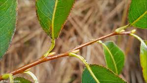 Attēlu rezultāti vaicājumam “Salix pentandra leaf”