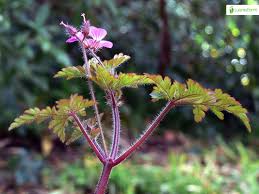 Attēlu rezultāti vaicājumam “Geranium robertianum fruit”