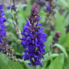 Attēlu rezultāti vaicājumam “Salvia nemorosa fruit”