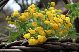 Image result for Calceolaria