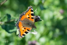 Image result for Small Tortoiseshell