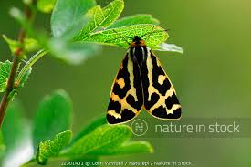 Attēlu rezultāti vaicājumam “Parasemia plantaginis”