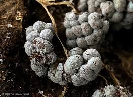 Attēlu rezultāti vaicājumam “Badhamia bethelii stalked”