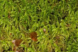 Attēlu rezultāti vaicājumam “Hypnum cupressiforme sporophyte”