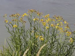 Attēlu rezultāti vaicājumam “Jacobaea paludosa”