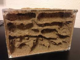 Image result for ytong ants