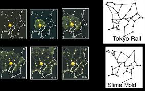 Attēlu rezultāti vaicājumam “Physarum obscurum spores”