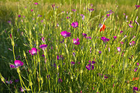 Image result for Kornrade