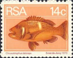 Image result for Chrysoblephus laticeps