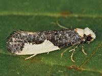 Attēlu rezultāti vaicājumam “Monopis monachella”