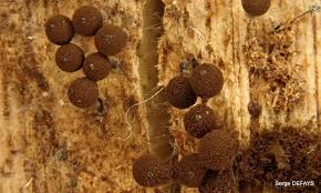 Attēlu rezultāti vaicājumam “Enerthenema papillatum spores”