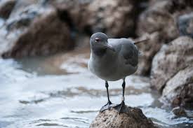 Attēlu rezultāti vaicājumam “Fuligo laevis”