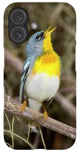 Image result for Parula americana